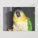 Pesquisar por de cabeça negra cartoes postais Caique