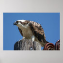 Pesquisar por osprey Oceano