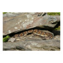 Pesquisar por cascavel pôsteres Foto