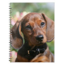 Pesquisar por filhote cachorro do dachshund de cadernos de notas Headshot