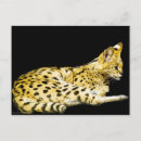 Pesquisar por serve cartoes postais Gato