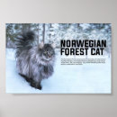 Pesquisar por norueguês pôsteres Gatinho