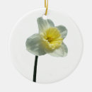 Pesquisar por daffodil ensolarado Natureza