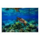 Pesquisar por tropical pôsteres Recife de coral