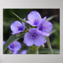 Pesquisar por planta nativa pôsteres Flor