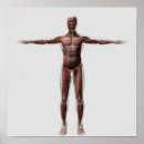 Pesquisar por anatomia muscular pôsteres Vista dianteira