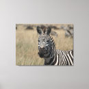 Pesquisar por zebra impressão de canvas África