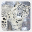 Pesquisar por neve leopardo adesivos Felino