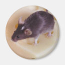 Pesquisar por queijo suíço imas Rato