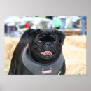 Pesquisar por pug preto pósteres pôsteres Cães