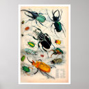 Pesquisar por beetle pôsteres Animais