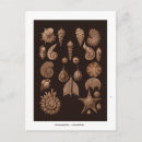 Pesquisar por ocean life cartoes postais Mar