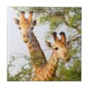 Pesquisar por girafas azulejos Manchas de girafa