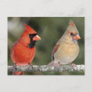 Pesquisar por cardinal fotografia Fotografia da natureza