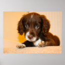 Pesquisar por spaniel pôsteres Cachorrinho