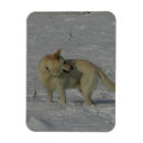 Pesquisar por pastor branco cartoes German shepherd