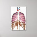 Pesquisar por sistema respiratório impressão de canvas Humano