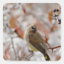 Pesquisar por parque animal selvagem adesivos Pássaro