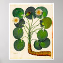 Pesquisar por vintage botanical pôsteres Ilustração