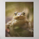 Pesquisar por sapos pósteres pôsteres Animal