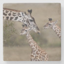 Pesquisar por giraffa porta copos Africano