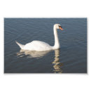 Pesquisar por cisne muda Natureza