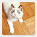 Pesquisar por ragdoll adesivos Olhos azuis
