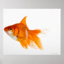 Pesquisar por peixes alaranjados pósteres pôsteres Animal