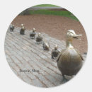 Pesquisar por patinhos adesivos Patos