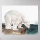 Pesquisar por polar pôsteres Ursus maritimus