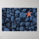 Pesquisar por estrela do mar pôsteres Fotografia