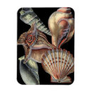 Pesquisar por dólar imas Vida marinha