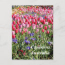 Pesquisar por canberra cartoes postais Tulipas