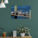 Pesquisar por pelicanos pósteres pôsteres Aves