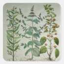 Pesquisar por variedades adesivos Fruta