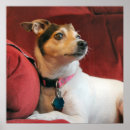 Pesquisar por jack russell pôsteres Canino