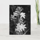 Pesquisar por imagens da natureza cartoes Preto e branco