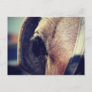 Pesquisar por standard cartoes postais Cavalo
