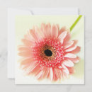 Pesquisar por gerberas convites Flor