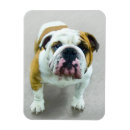 Pesquisar por bulldog imas Cão inglês