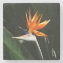 Pesquisar por paraíso porta copos Verde