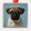 Pesquisar por do pug ornamentos Animal