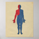 Pesquisar por sistema linfático pósteres pôsteres Anatomia