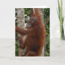 Pesquisar por macaco amor cartoes Animais selvagens