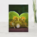 Pesquisar por árvore de tulipa cartoes Natureza