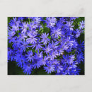 Pesquisar por margaridas azuis cartoes postais Floral