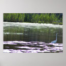 Pesquisar por egrets pôsteres Foto