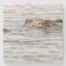 Pesquisar por crocodilo porta copos Vida selvagem