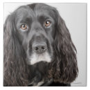 Pesquisar por cocker spaniels azulejos Cão