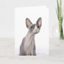 Pesquisar por do sphynx cartões cartoes Gatos